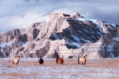 Wild Horses in the Badlands