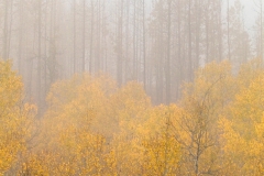 autumn fog with aaron 020