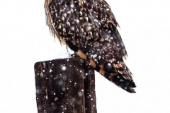 snow_and_owls_024