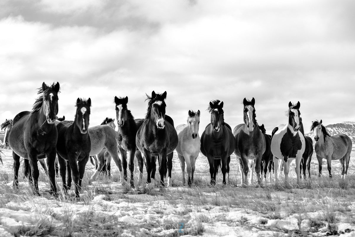 All the Wild Horses