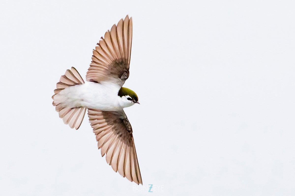 Bird Zen Flight