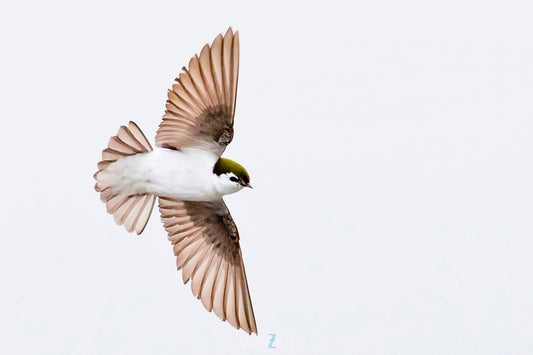 Bird Zen Flight