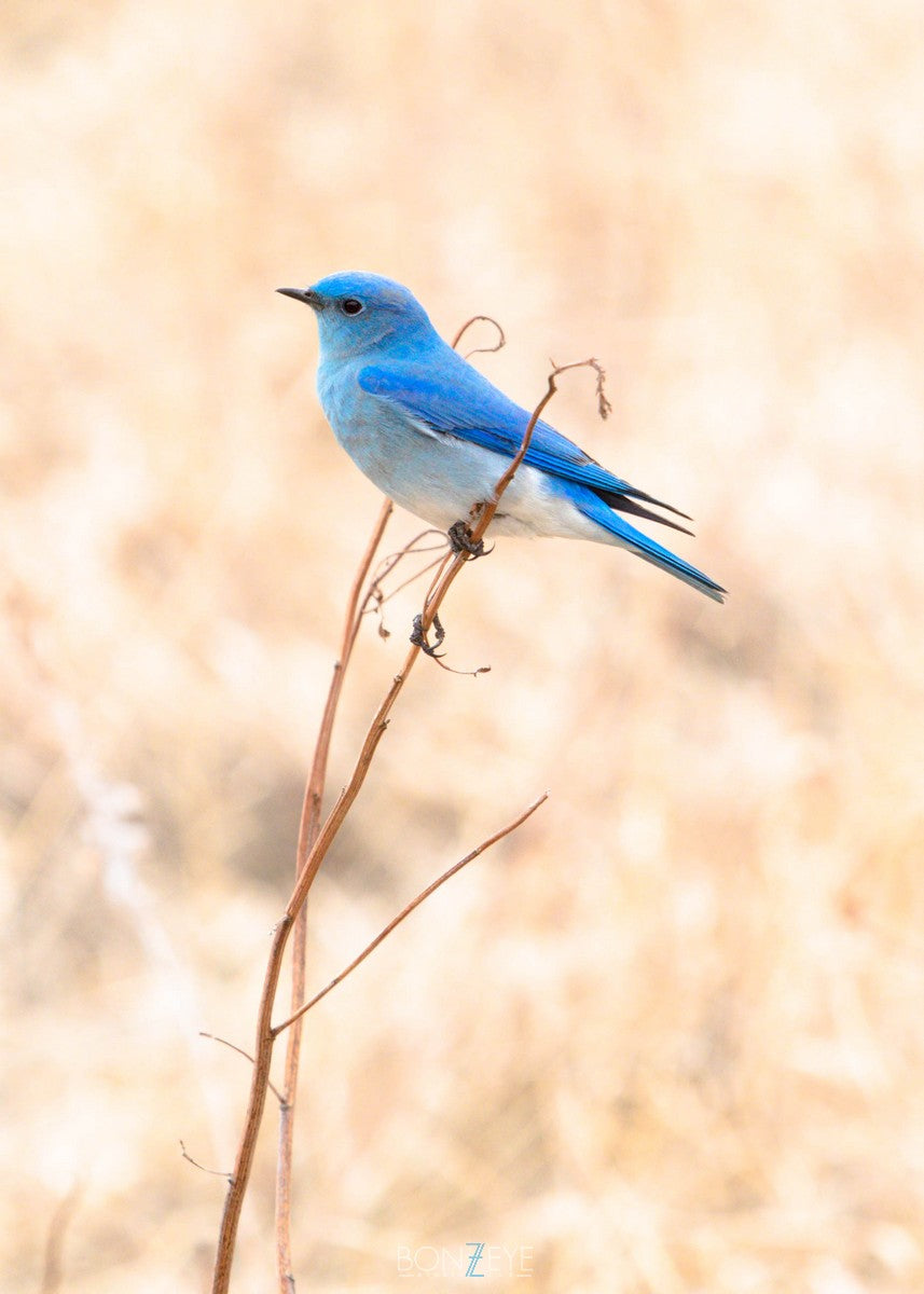 Blue Bird