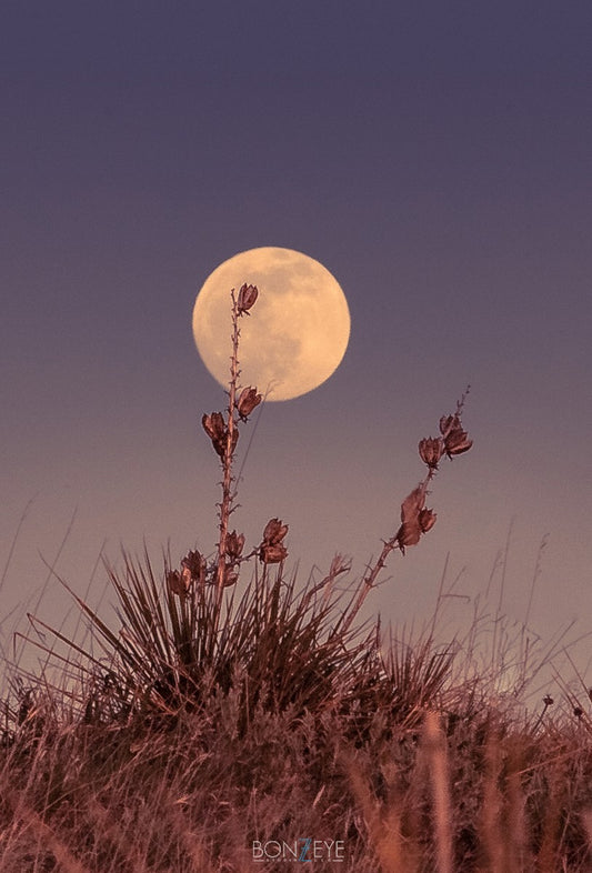 Flower Moon