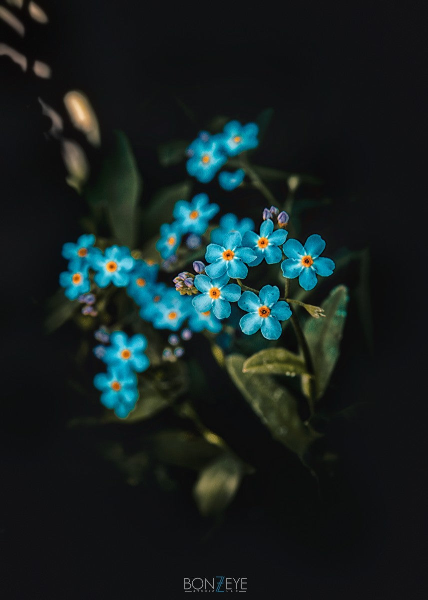 Forget Me Not