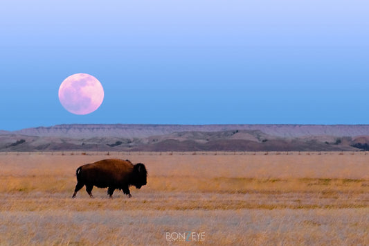 Moon Over Buffalo