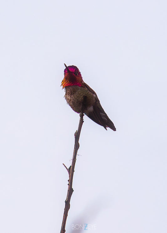 Ruby Throat