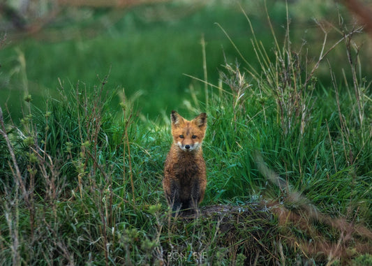 Soggy Fox Kit