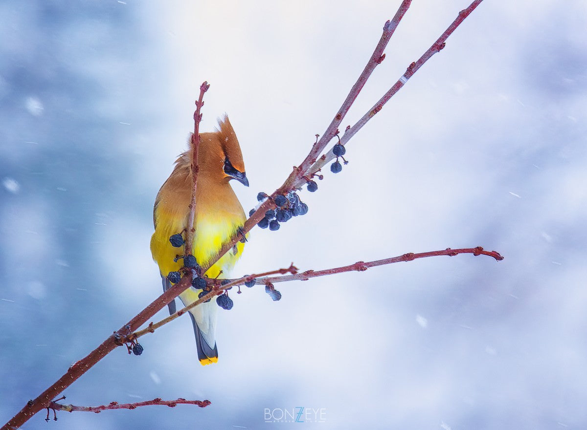 Waxwing