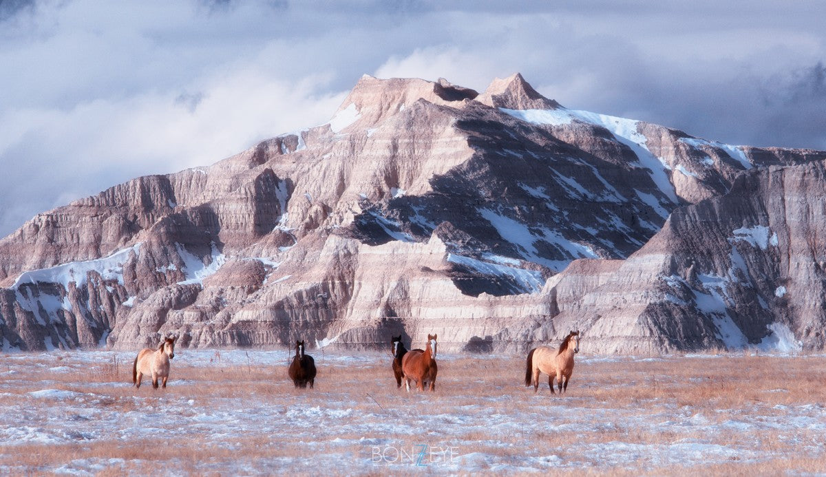 Wild Horses in the Badlands