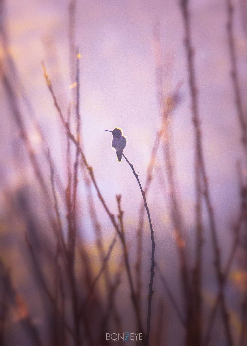 Through the Reeds